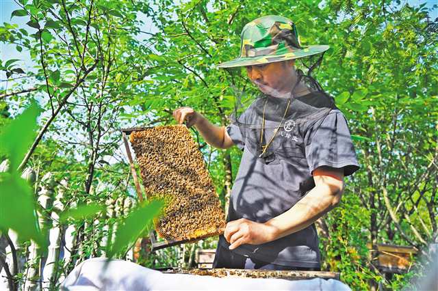 酉陽800 山地特色產業提質增效，農產品發展新篇章